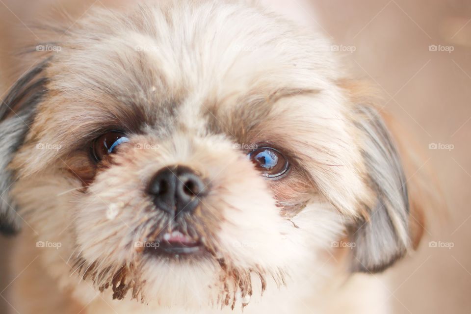 The little puppy is looking at the camera. Animal photography.