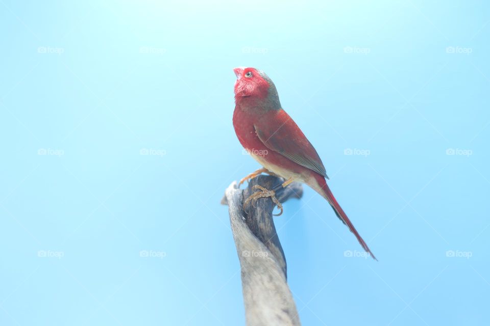 crimson finch