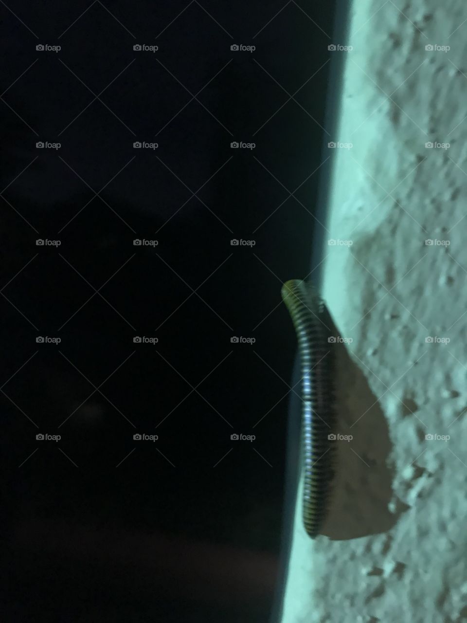 Centipede on the wall at night 🐛