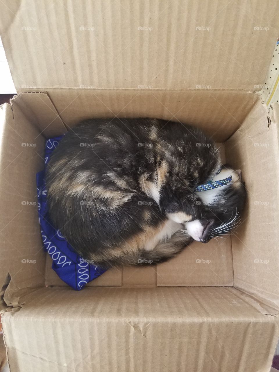 Calico kitten snoozes in a box