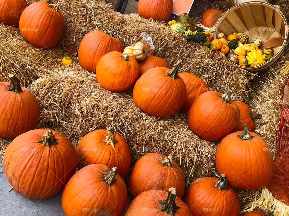 Pumpkins in the hay patch