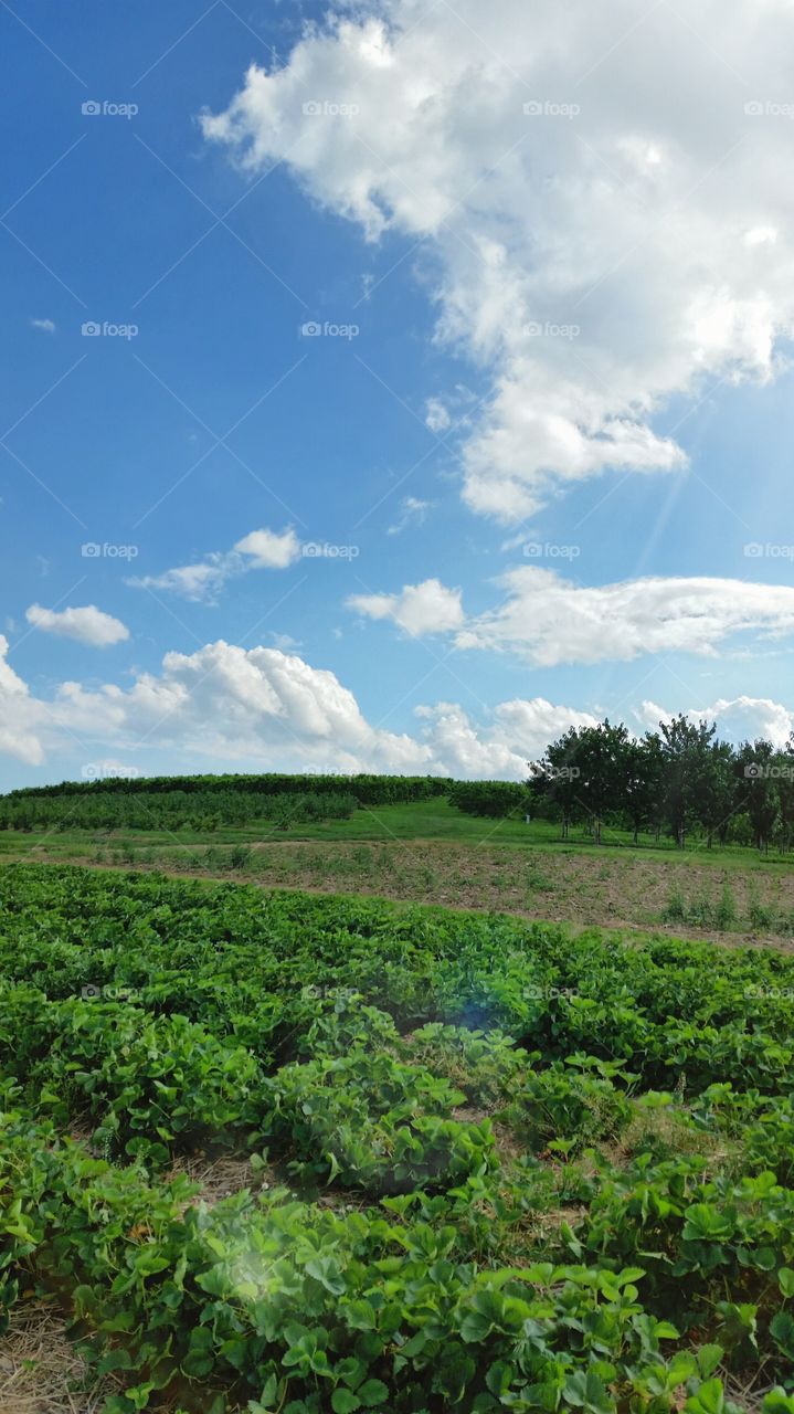 field. This was the strawberry field view today.