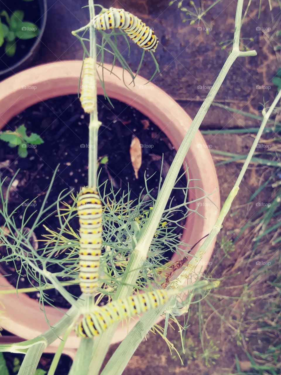 Group of swallow tail caterpillar