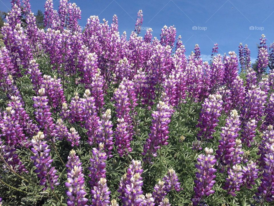 Lupine love