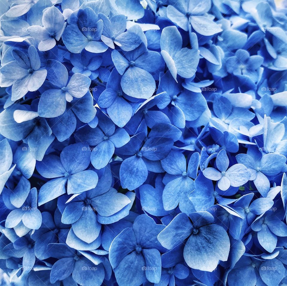 Blue hydrangeas—taken in Ludington, Michigan 