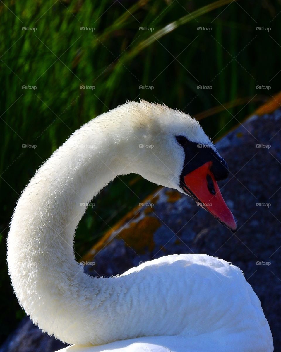 Ssssswan