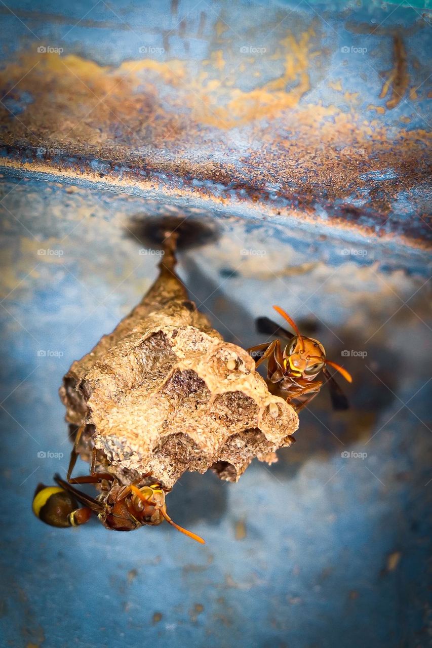 paper wasp