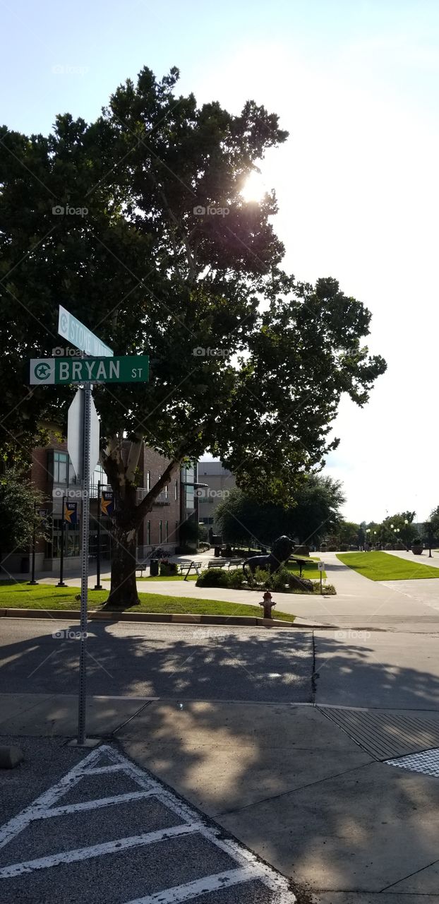 A street sign on my campus named Bryan in front of a big tree. I took this for my friend, Bryan.