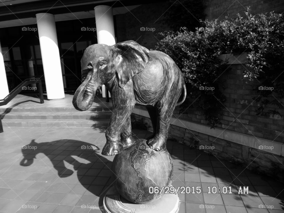 Look ma no hands 👐 2. This is another picture of the same elephant 🐘 standing up on the world 🌍 only this is my black and white version