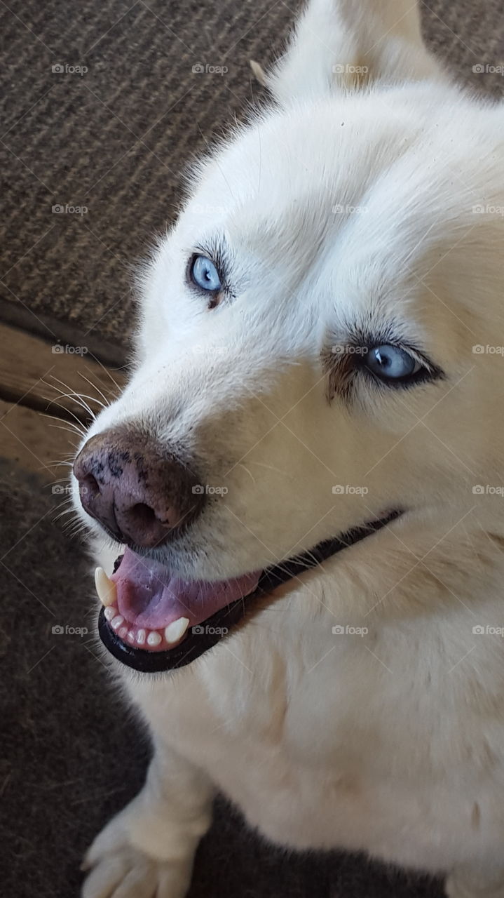 White dog with blue eyes