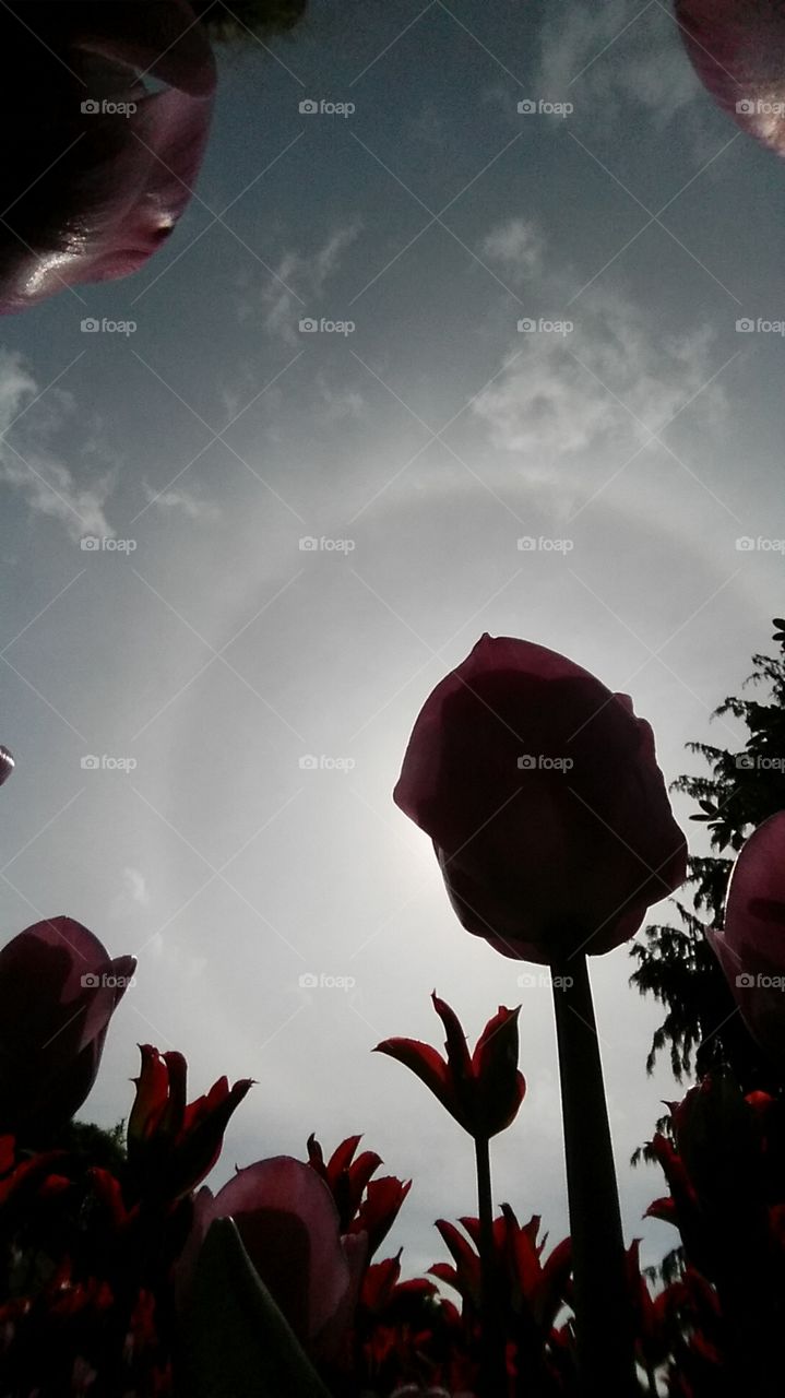 tulip ora. this was a pov photo taken at the tulip festival in mt. vernon wa