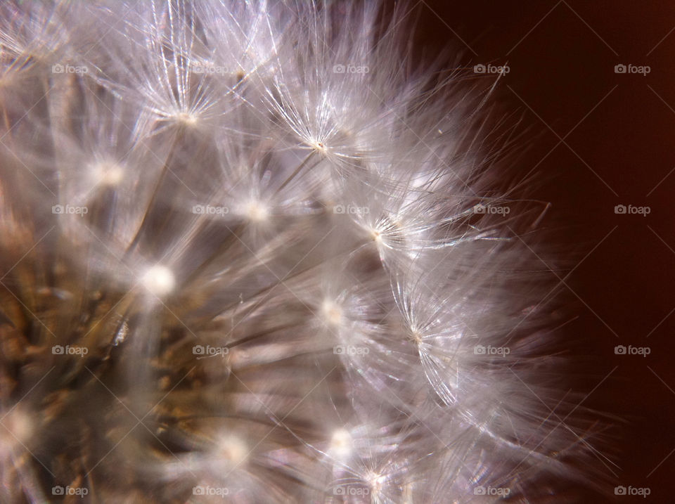 dandelion macro close white by tomrobbarber