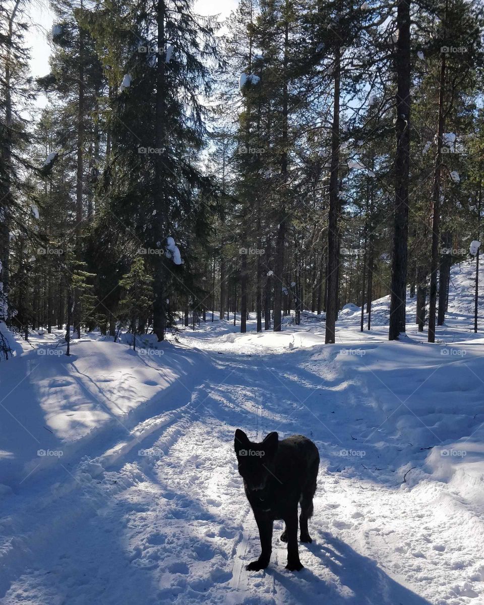 Sunrays in snowy forest