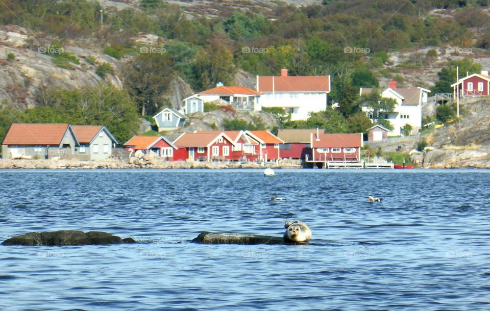 Seal on a cliff in the sea 