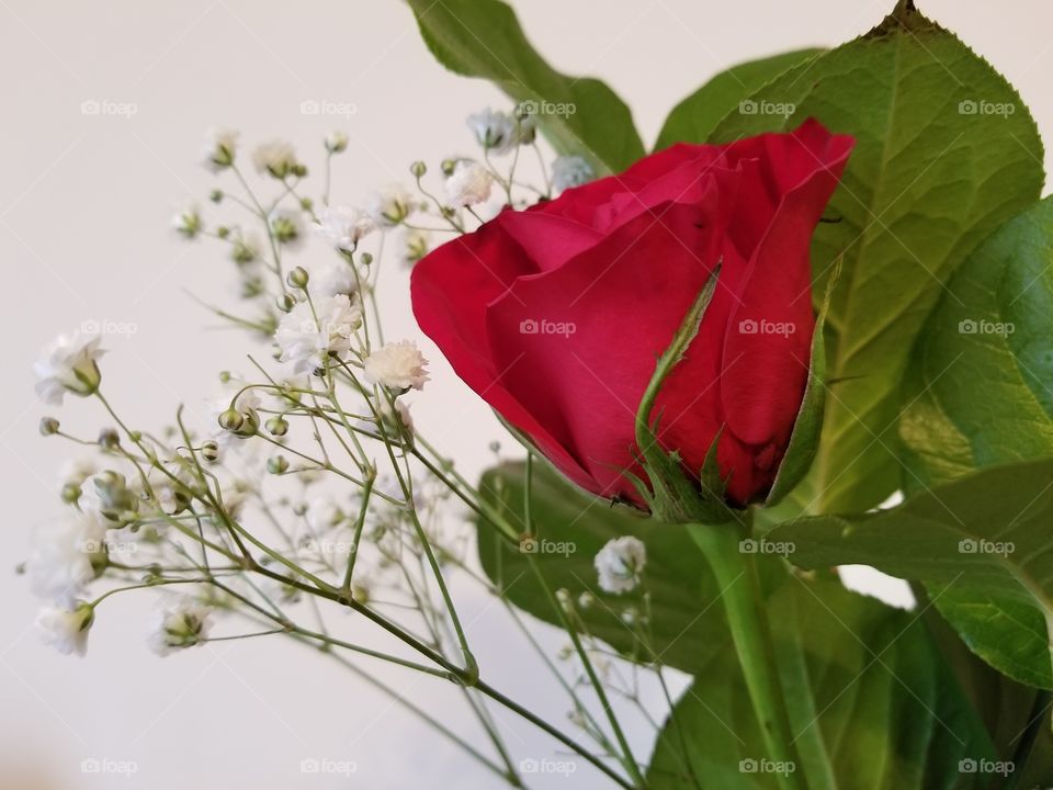 single red rose with foliage and baby's breath.