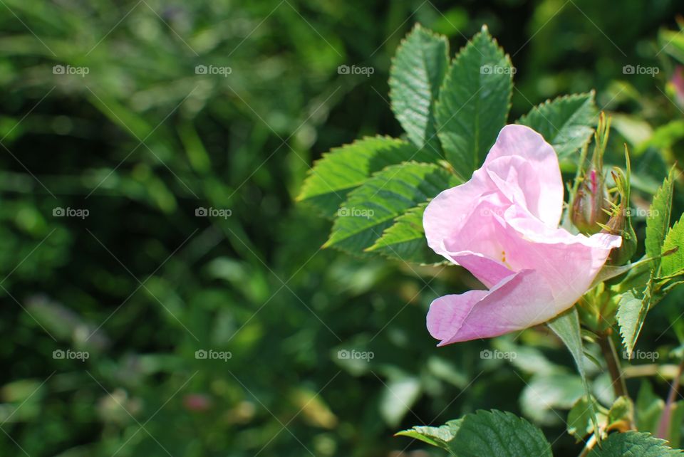 Pink flower