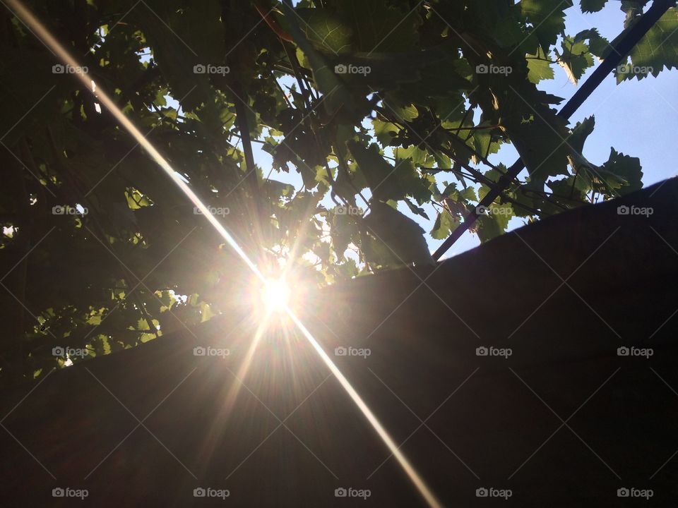 Солнечный свет