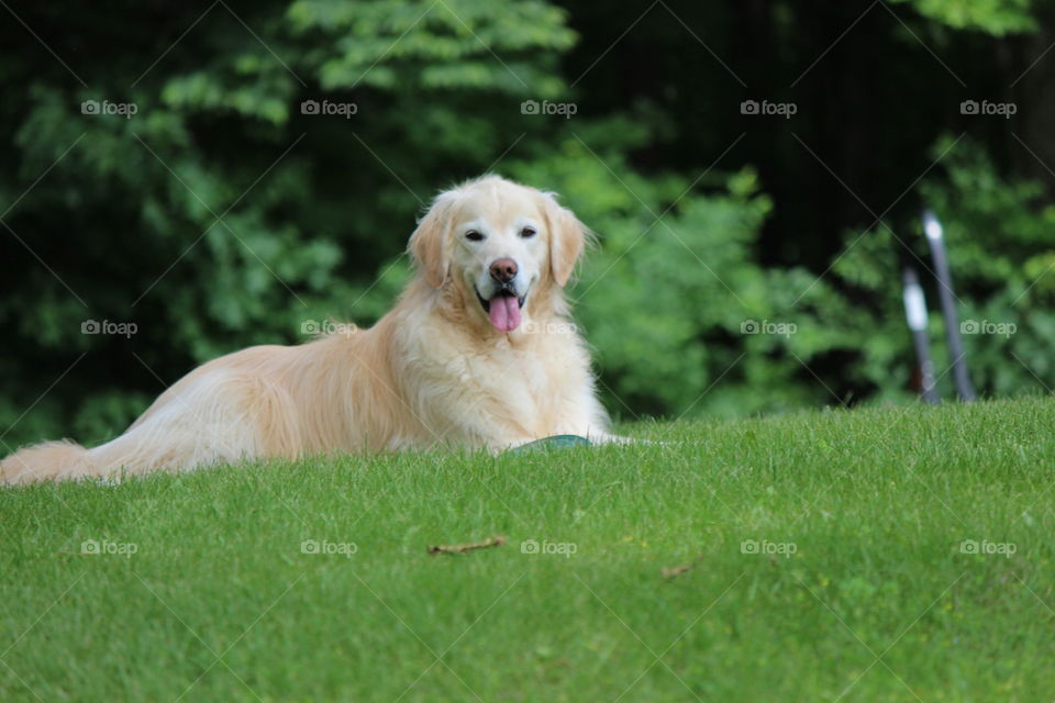 Kaci our golden retriever relaxing in the green grass of home