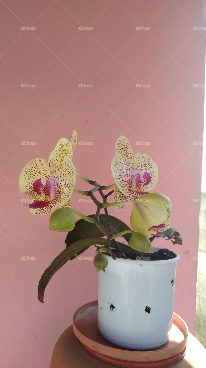 orquídea phalaenopsis