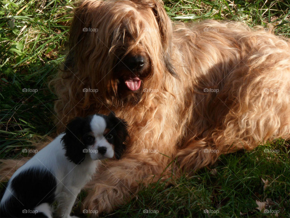 Dogs in France Cannelle and Ixes