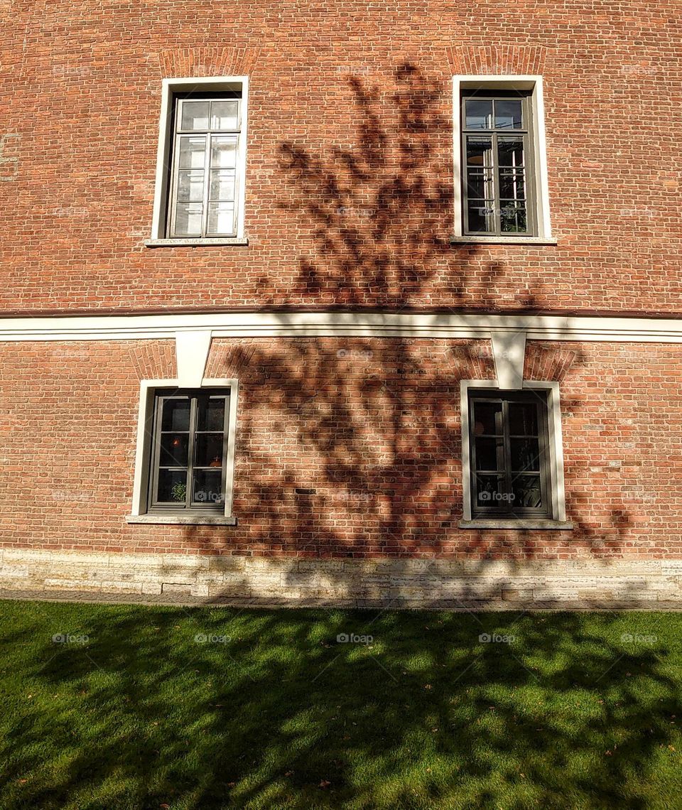 The shadow of a tree on the wall of the house 🌳