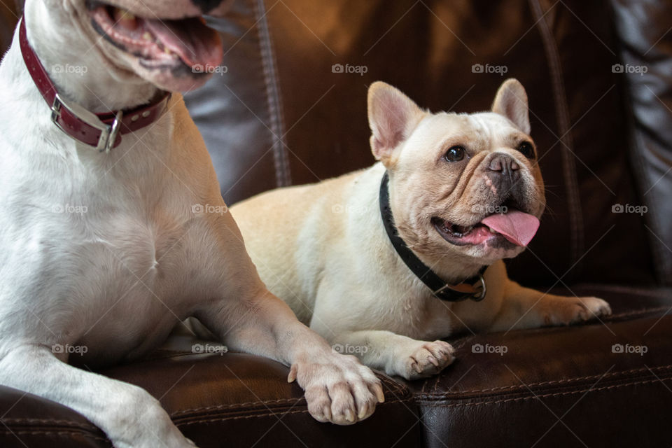 Little frenchie and her best buddy, the bull terrier, getting into plenty of trouble. 