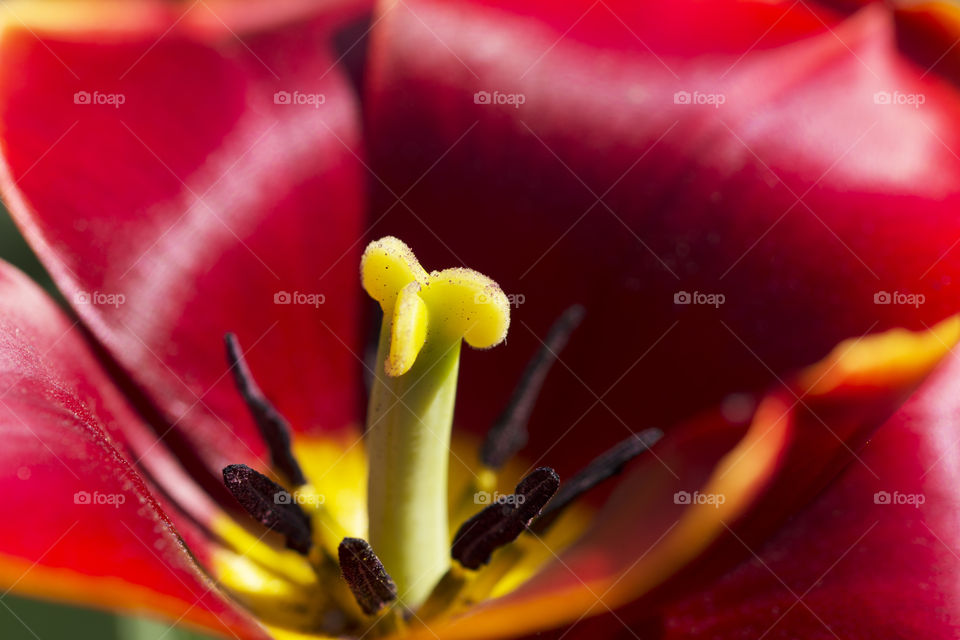 Macro photography of a red tulip's pistil