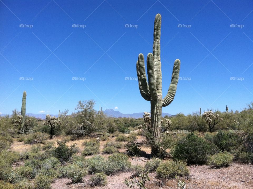Treasure Loop. Hiking at Superstion Mountain.