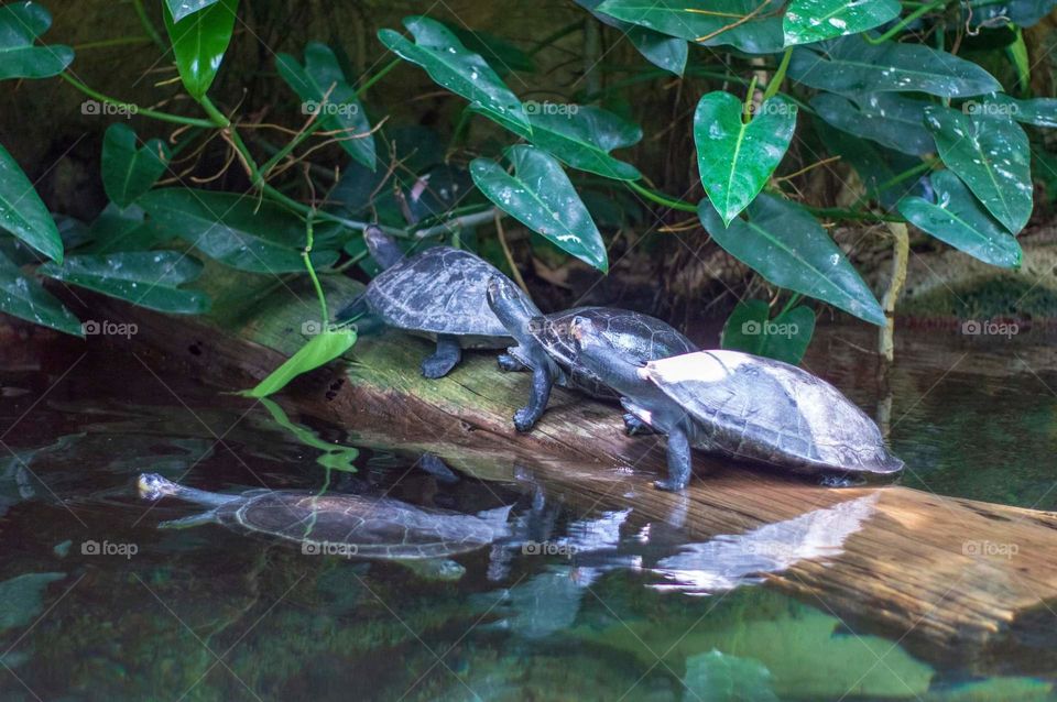 Little Turtle Family