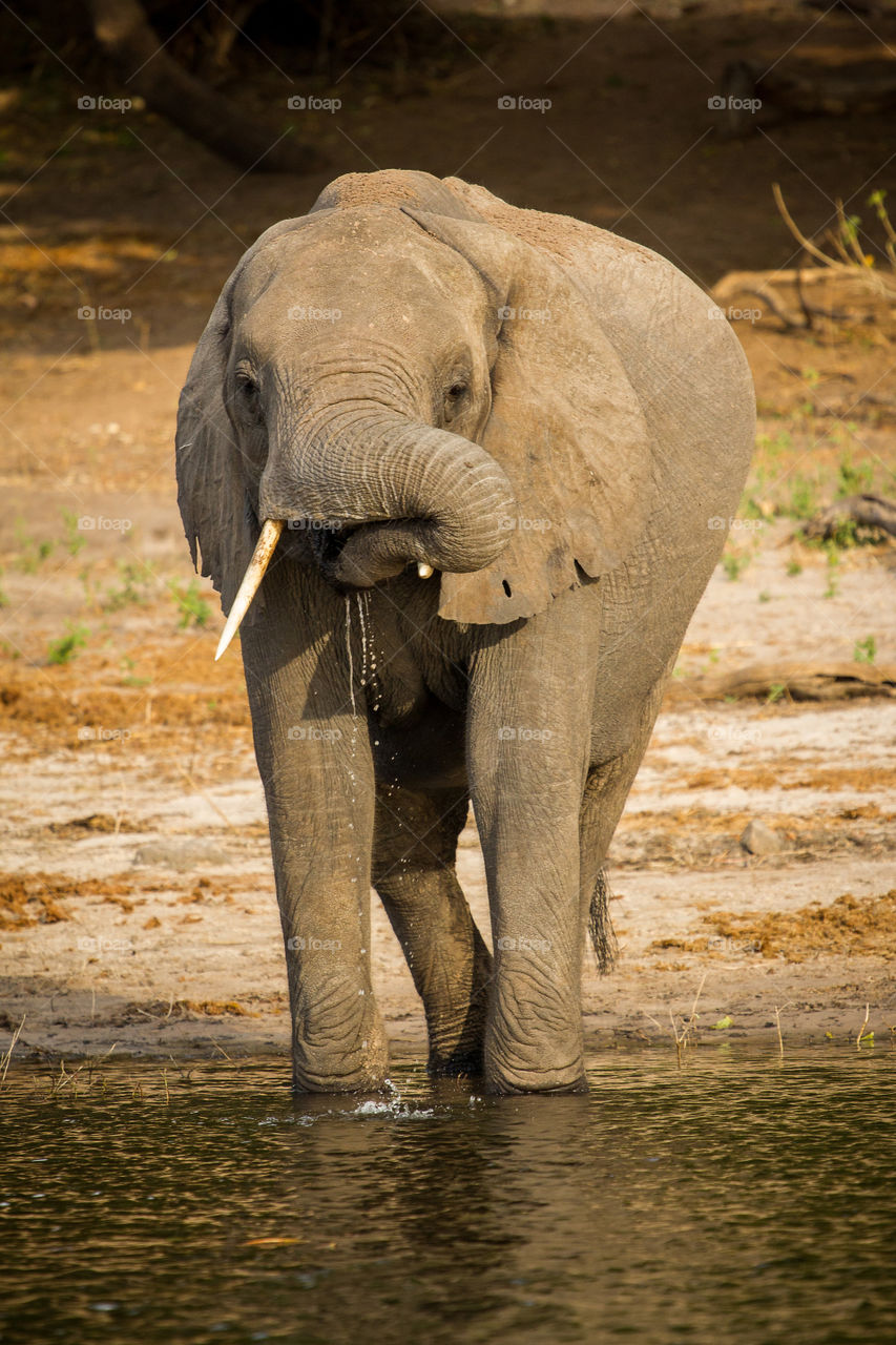 Baby elephant drinking water at the river - love the wild!