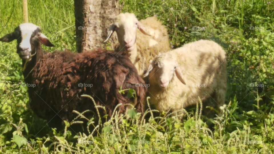 Javanese sheep in the wild