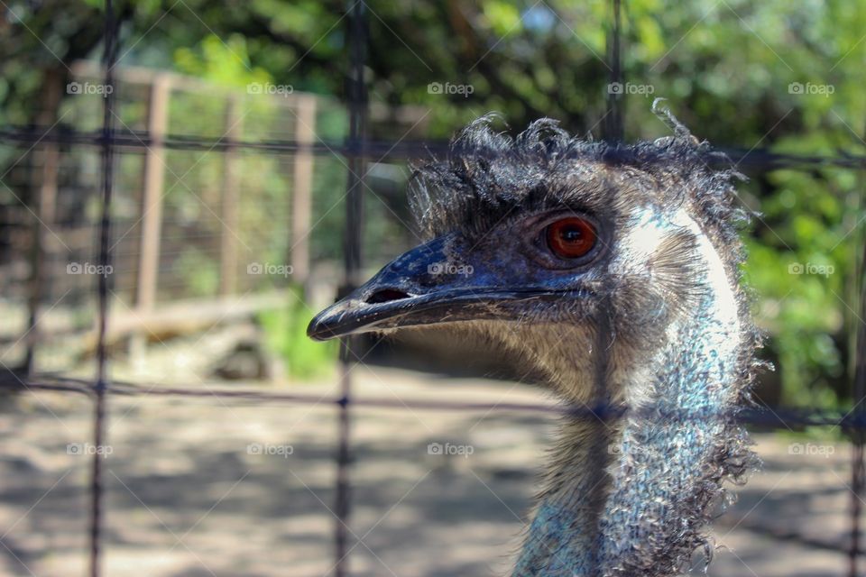 Emu