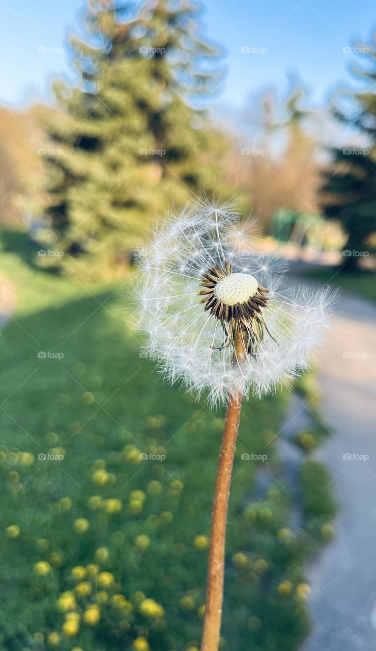 Spring dandelions ✨🤍
