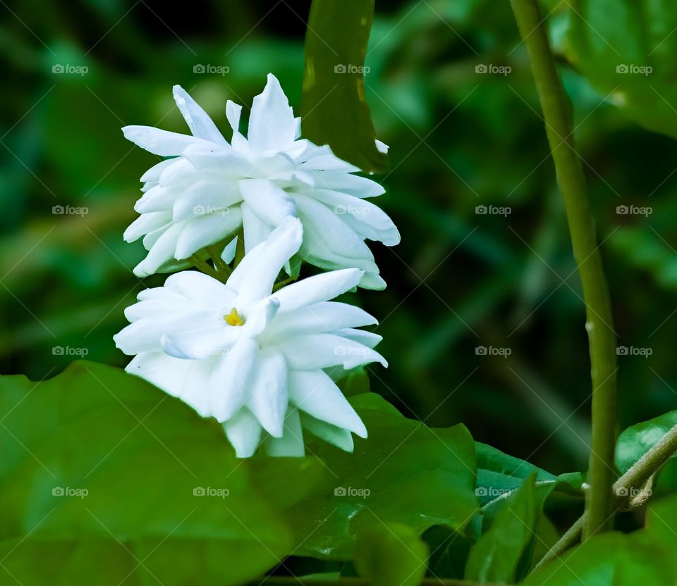 White is the most sparkling color in spring