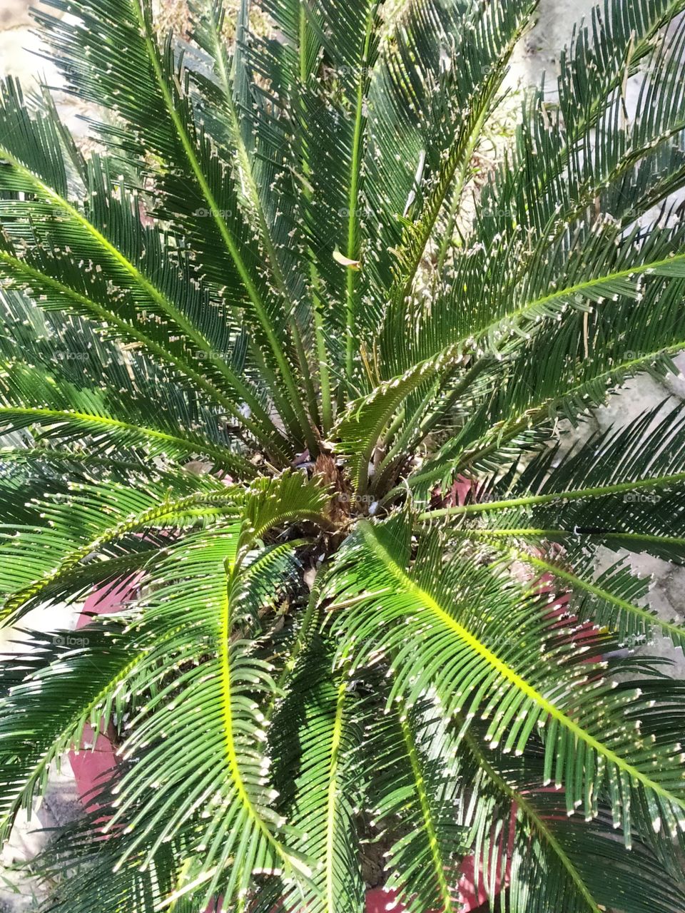 Small palm tree showing magnificence