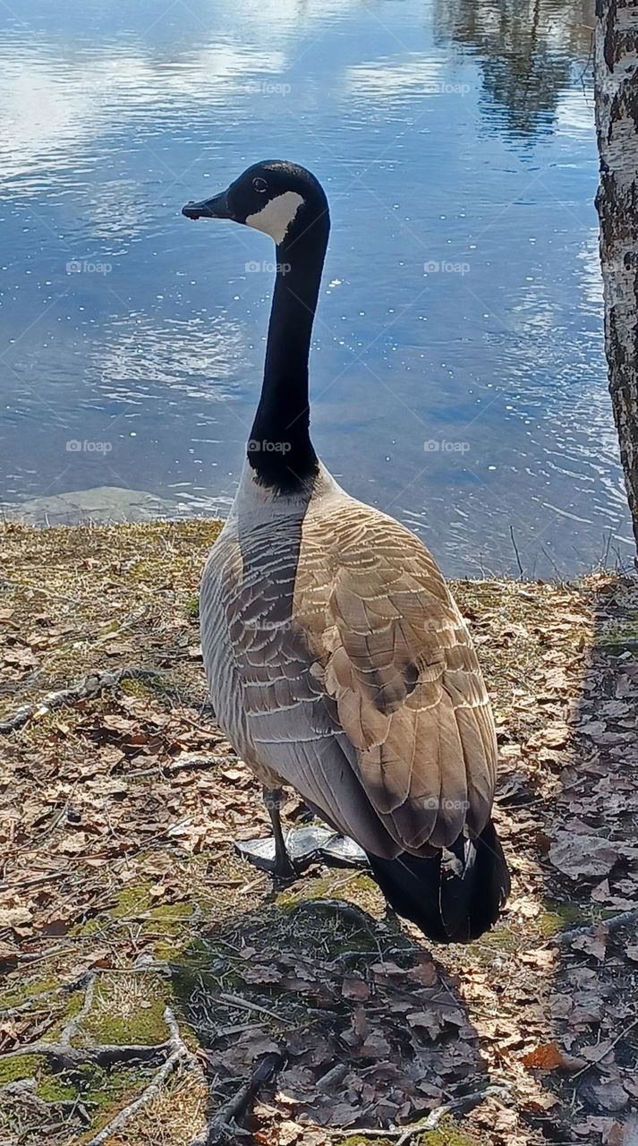Canadagoose in Oslo