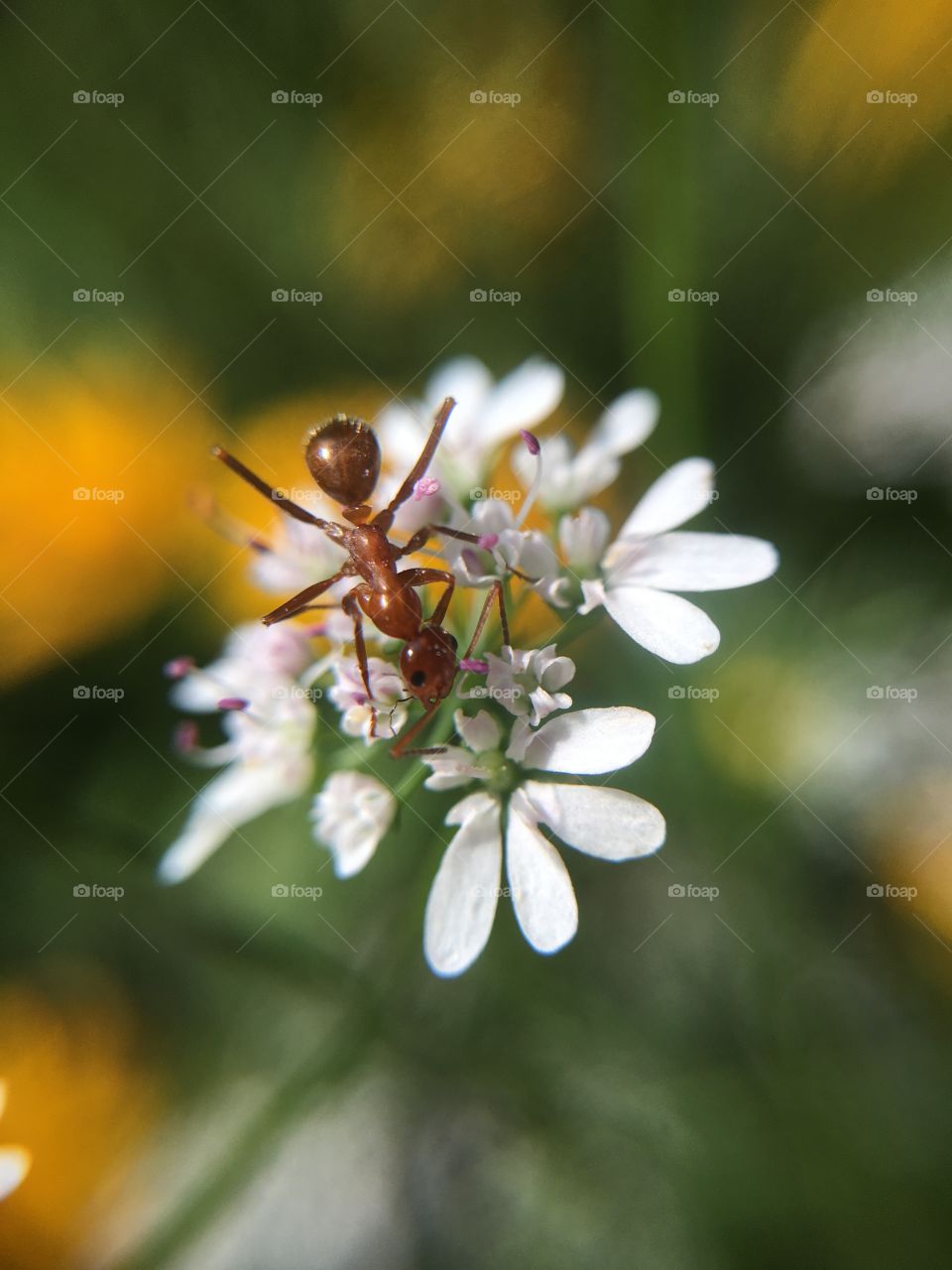 Ant on cilantro 