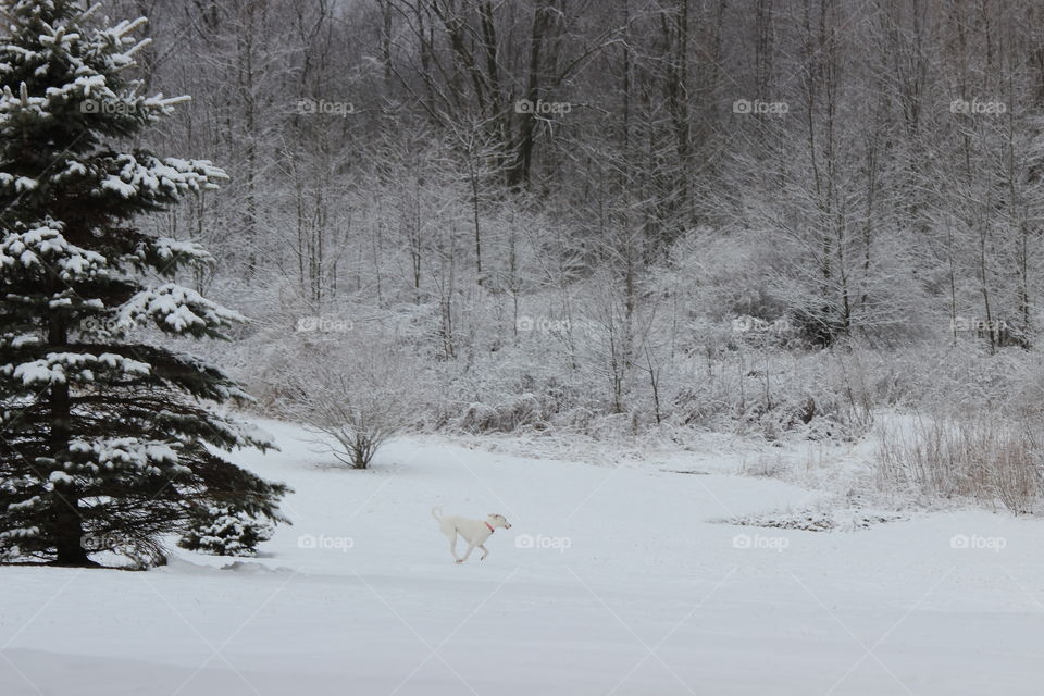 skipping through a winter wonderland