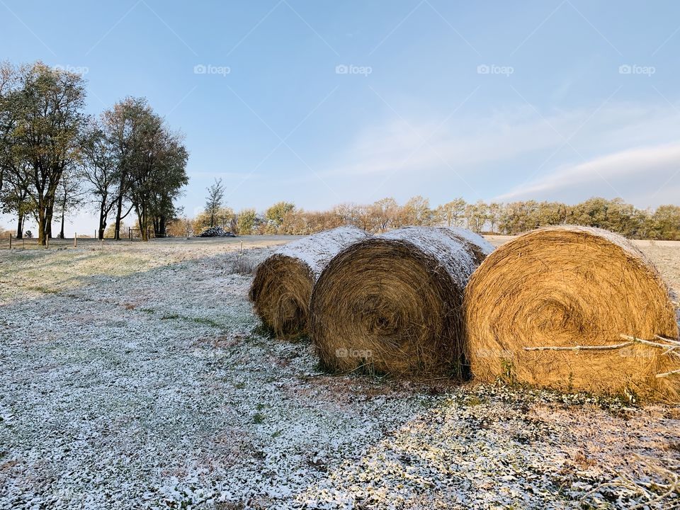 Snow-dusted, round hay bales in open farmland, a distant grove of bare trees in the distance under under a pale blue sky 