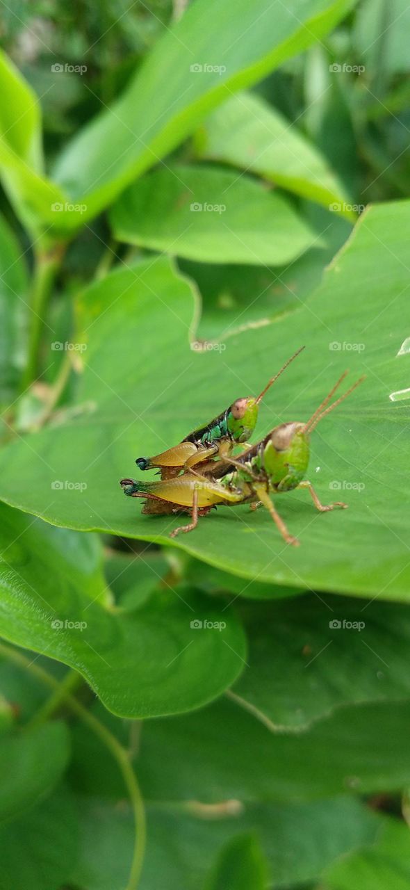 A grasshopper is making love on a green leaf