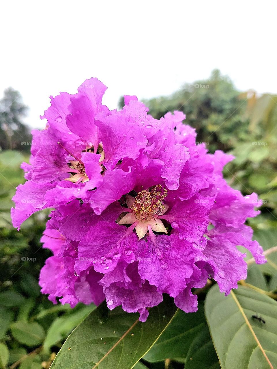 Lagerstroemia speciosa is a species It is a deciduous tree with bright pink to light purple flowers. with water drop