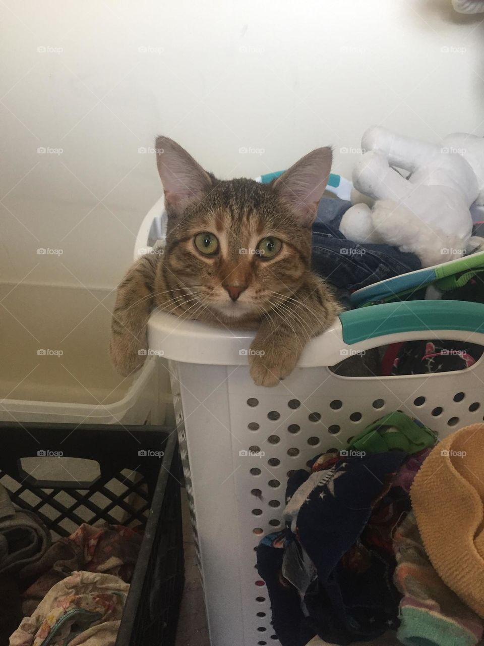 Drama hides from the fleas