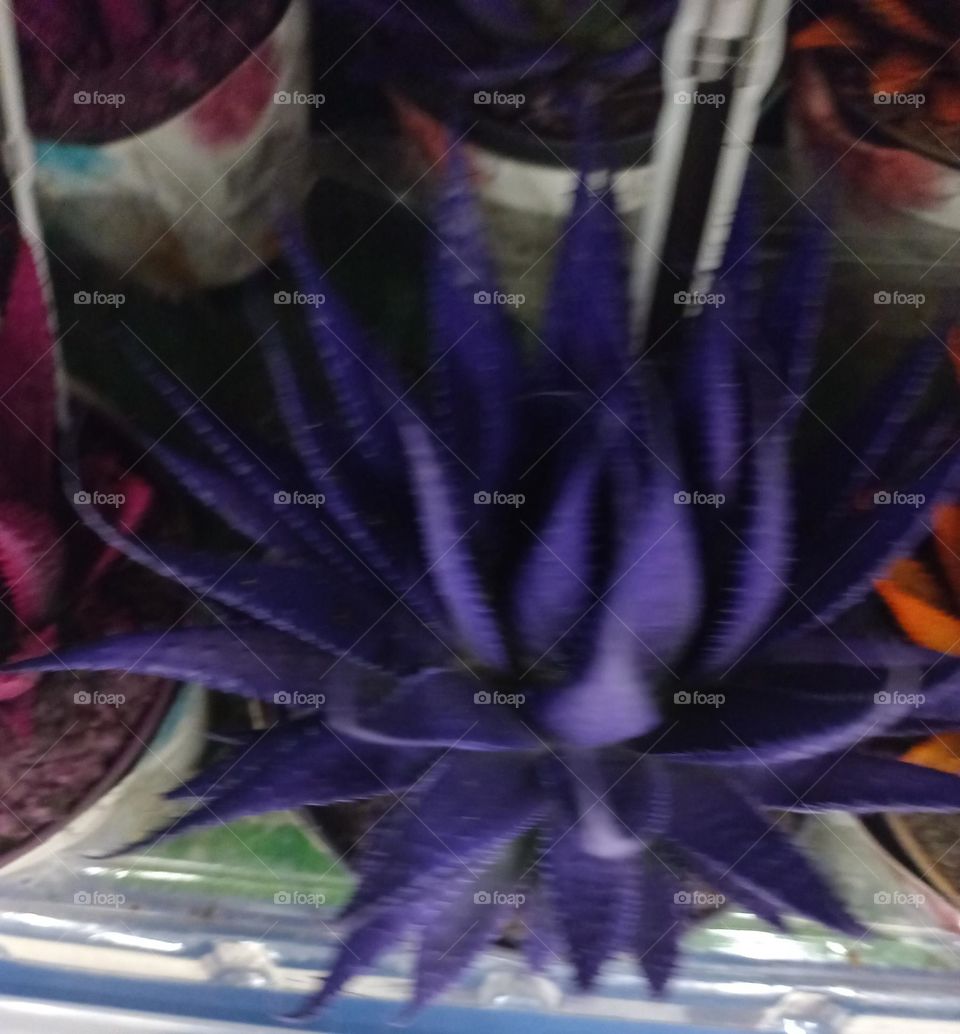 Aloe Aristata  lilás . A suculenta  Aloe Aristata é uma planta de fácil cultivo, que se adapta bem a ambientes internos ou externos