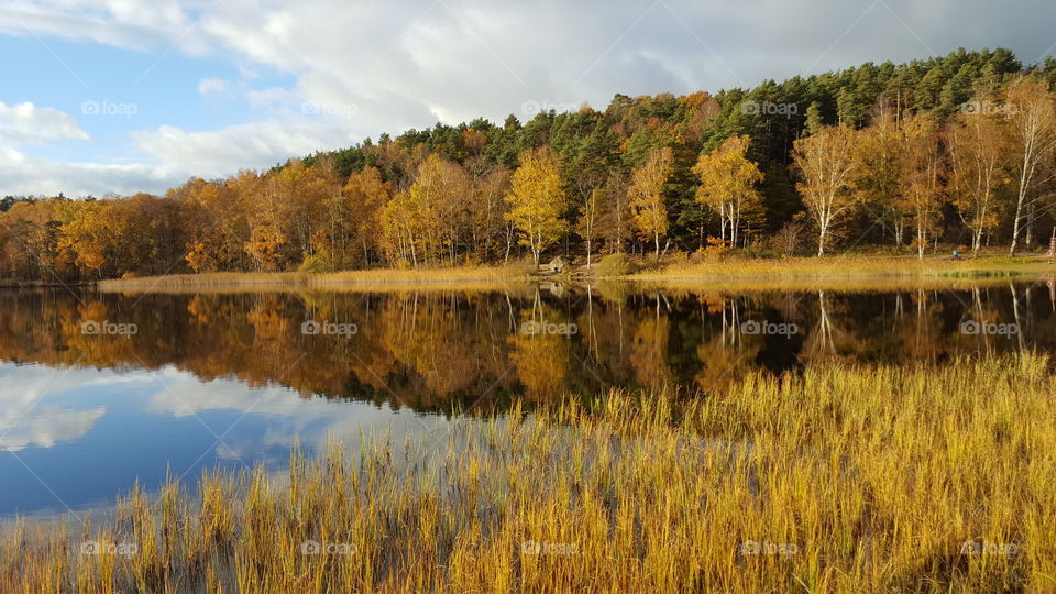 Forest reflecting on river