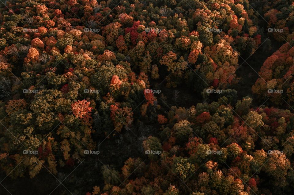 sunlight illuminates rich fall color