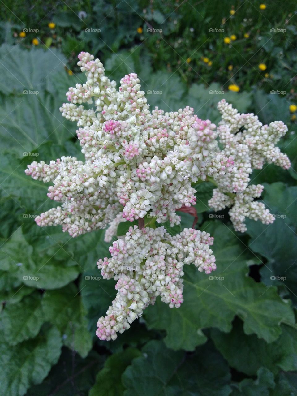 rhubarb