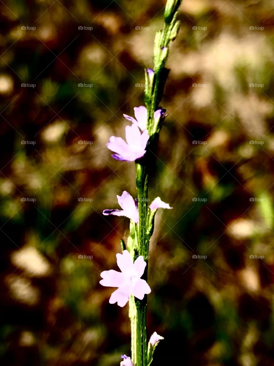 Tiny and delicate wild flowers growing at the front gate to the ranch. Smaller than the head of a pencil eraser ✏️