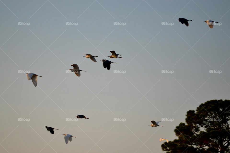 Bird, Wildlife, Flight, No Person, Sky