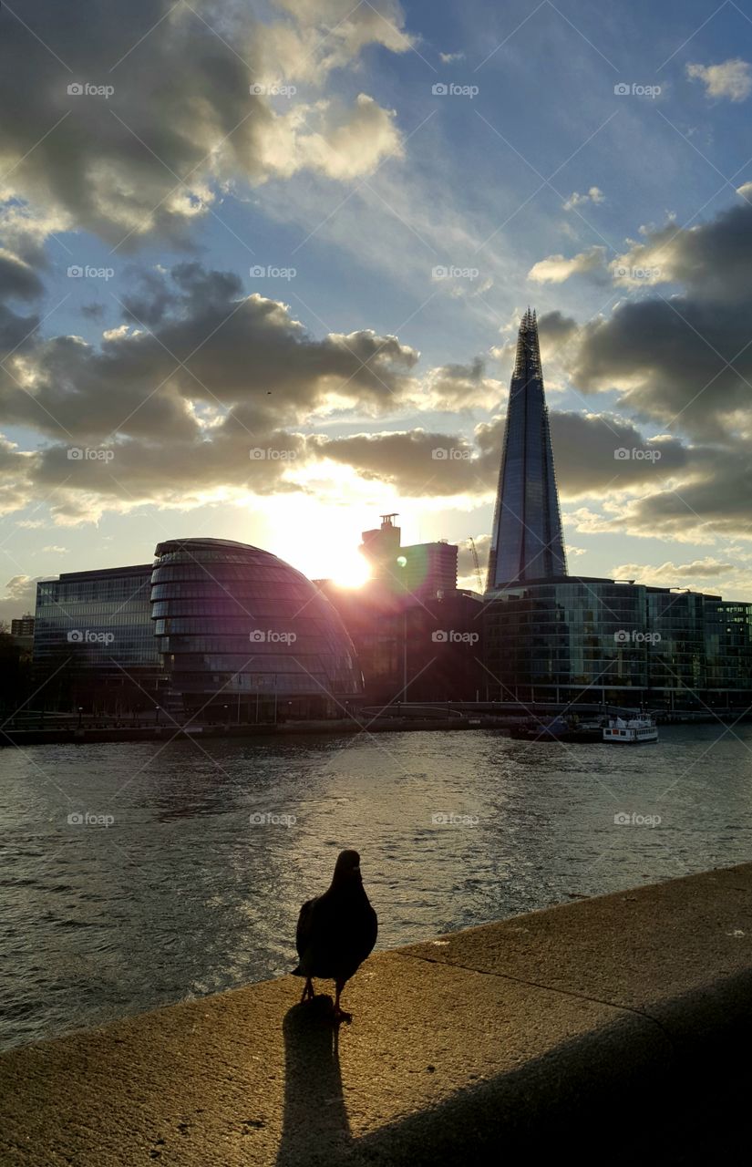 The Shard, London. Featuring Pigeon