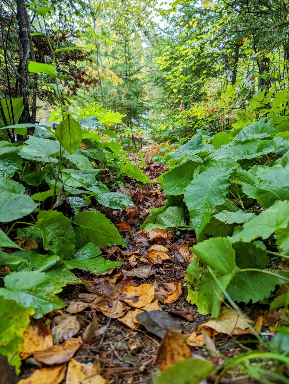 Country side in the fall